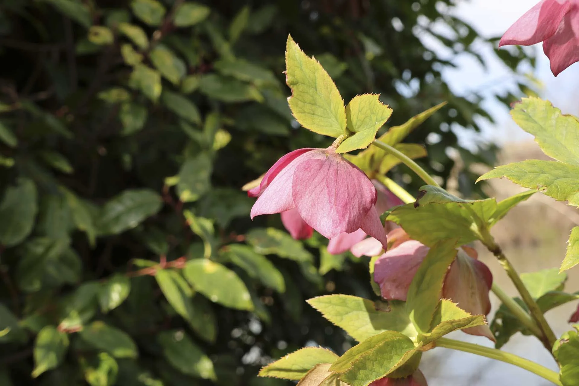 There’s an excellent leve of detail in the low-ISO images from the Canon PowerShot V1