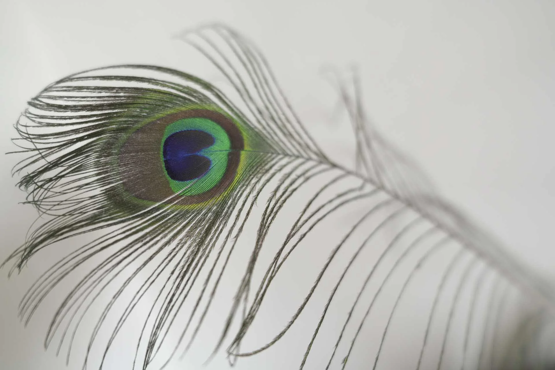  The closest focusing distance of 15cm from the sensor when using the autofocus system makes the Sony FE 16mm F1.8 G extra versatile. 