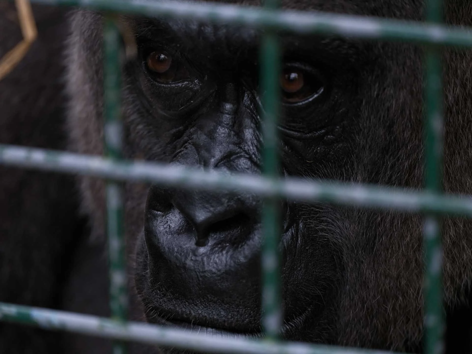 Image Credit: Angela Nicholson As the gorilla was very close to the cage wires, it was only possible to soften the cage a little, but the animal’s eyes are pin-sharp.