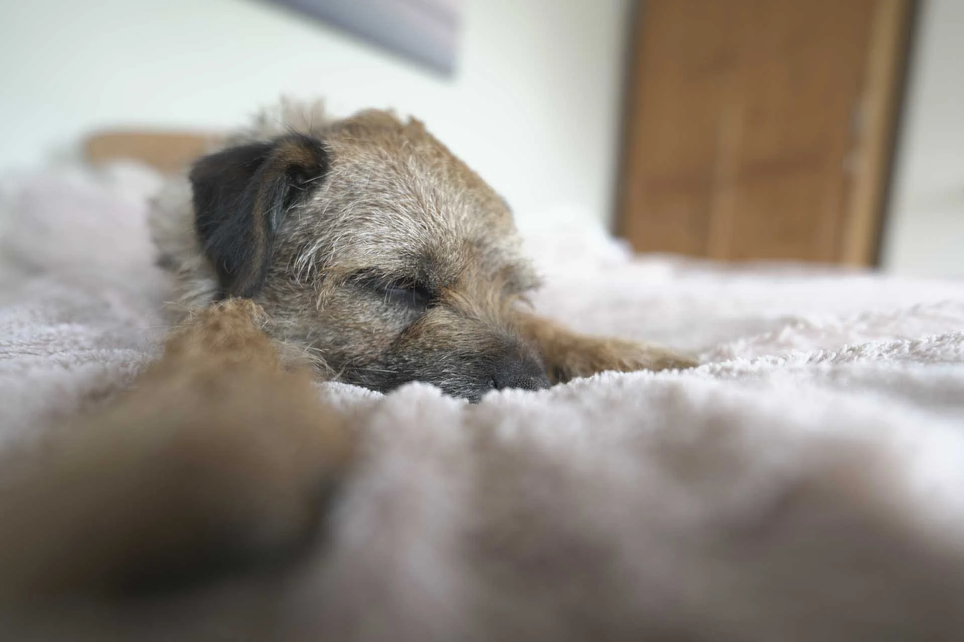  The Sony FE 16mm F1.8 G is compatible with Sony’s subject detection system and proved effective when photographing this sleepy dog, it went straight to his nearest eye. 