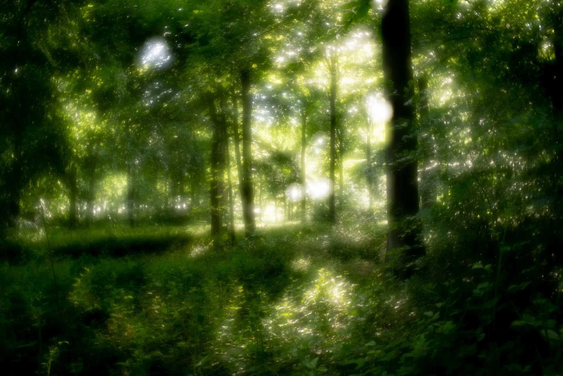 Image Credit: Angela Nicholson. This image was captured using the Velvet 28 on the Sony A7R III. The aperture was fully-open, producing the maximum soft-focus effect.