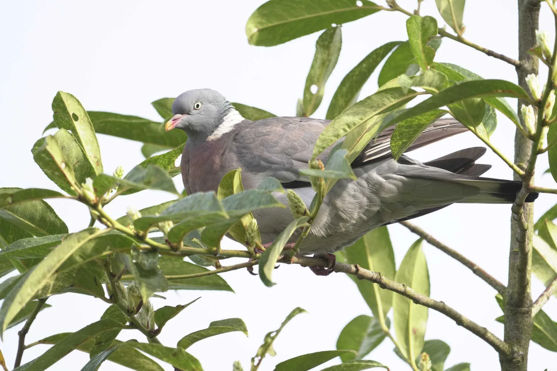  Set to the ‘Bird’ subject detection option, the Sony A7R V did a good job of keeping the pigeon’s eye sharp. 