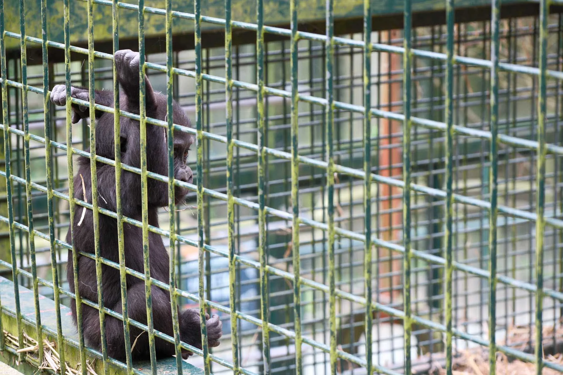 Image Credit: Angela Nicholson I used a very small AF point to get the focus onto the baby gorilla’s face as the dominant fencing confused the subject detection system.