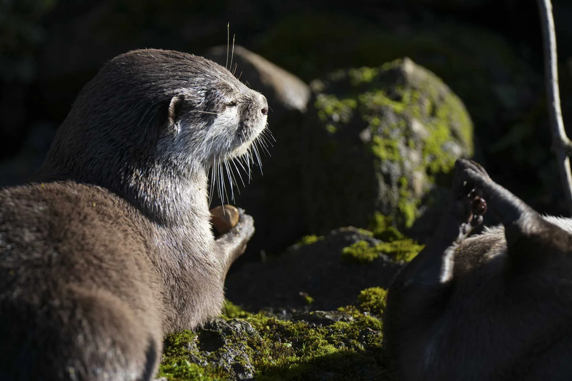  Image Credit: Angela Nicholson. An otter enjoying a contemplative moment in the sun. Don’t be fooled, though; its head never stayed still. Camera: Sony A1 II, Lens: Sony FE 70-200mm F2.8 GM OSS with Sony 2x Teleconverter, at 284mm, F/5.6, 1/1000 Sec and ISO 500.  