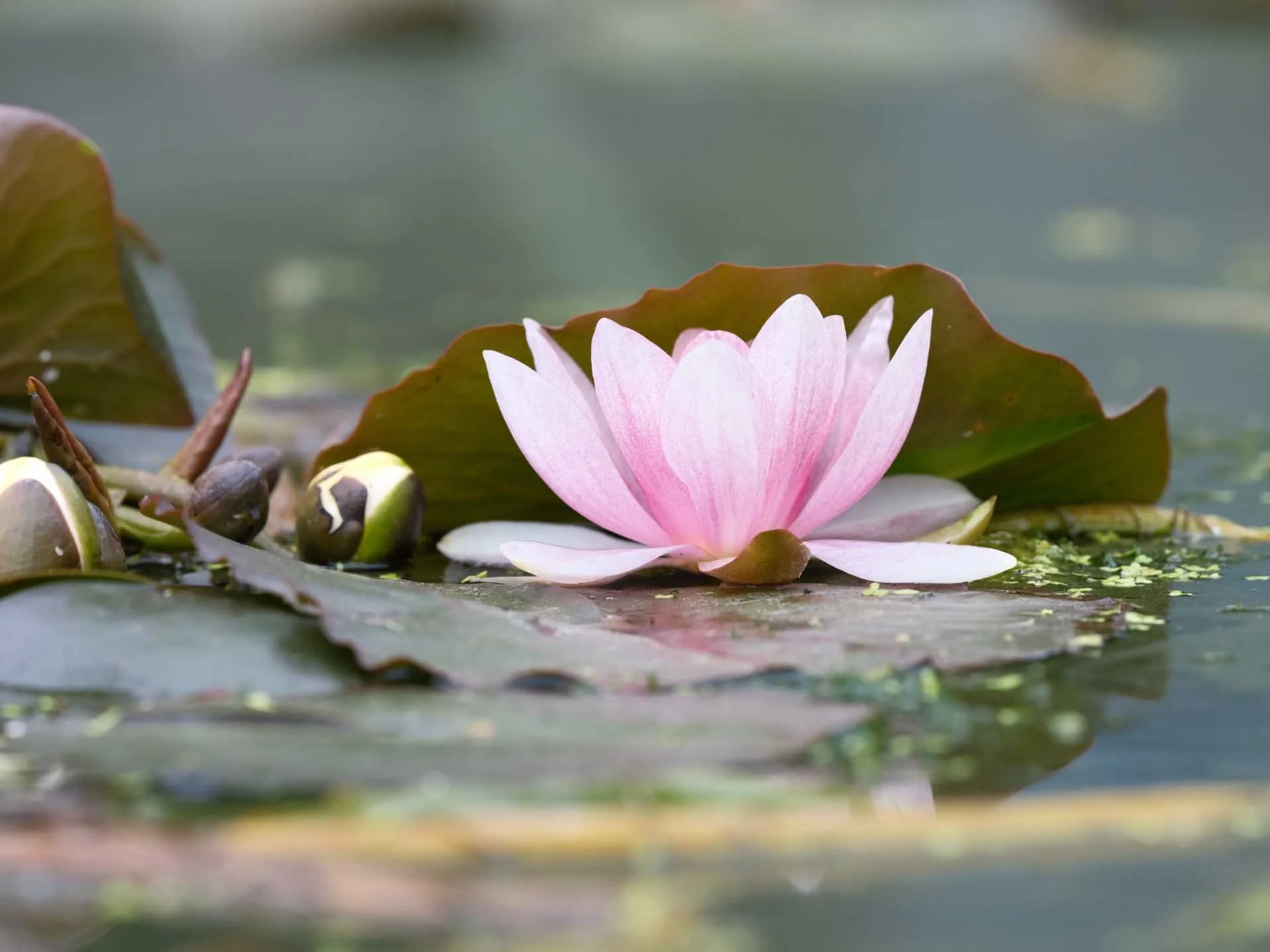 Image Credit: Angela Nicholson This image was shot at f/11 to get the whole of the flower sharp.