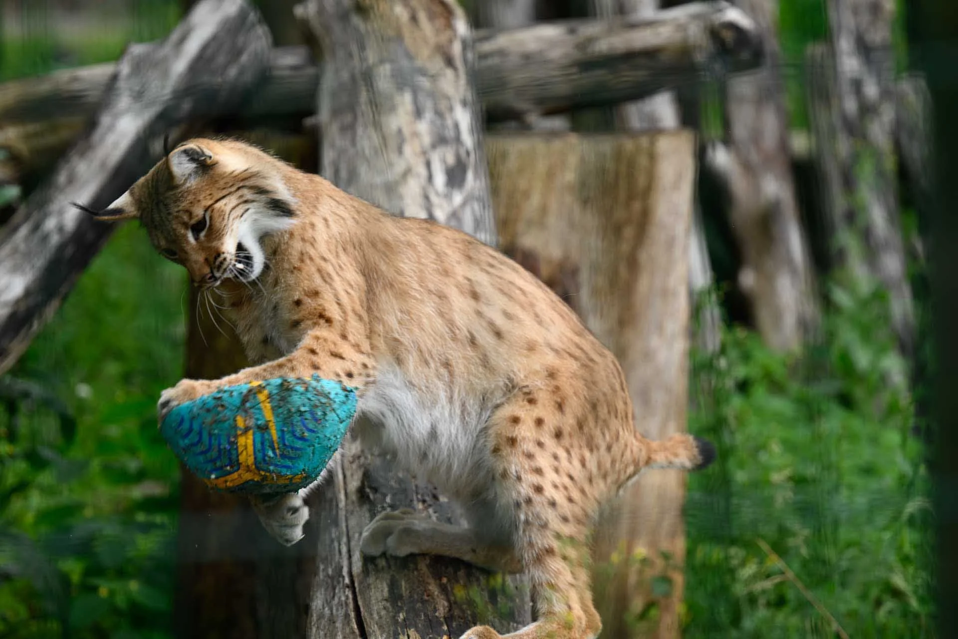  Image credit: Angela Nicholson. Another animal photographed through dense fencing. Camera: Nikon Z8, Lens  Z 70-200mm F2.8 VR S with TC 1.4X, shutter speed, 1/800 sec, aperture f/4, ISO 560. 