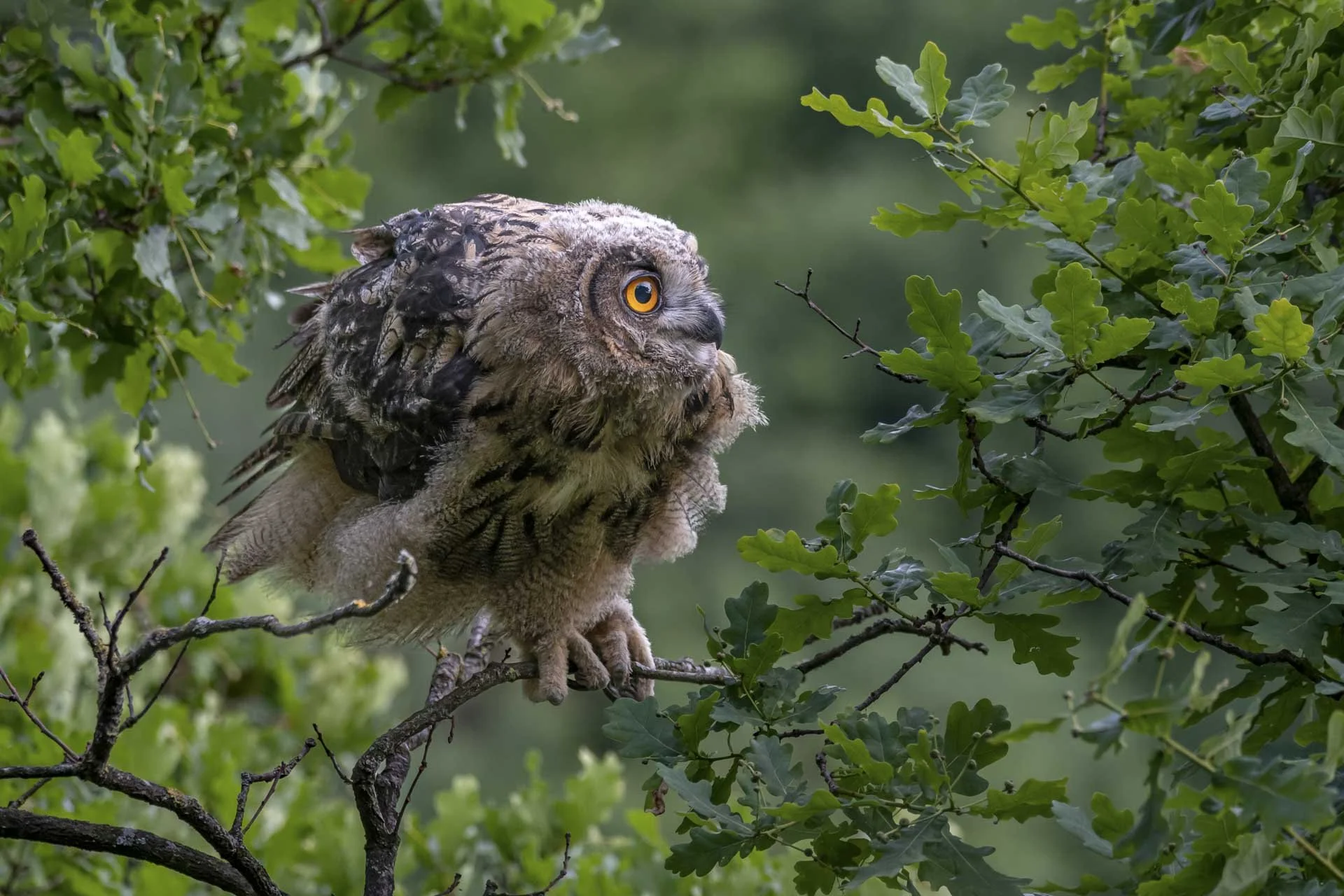 A fluffy young owl perched on a tree branch surrounded by green leaves, looking alertly to the right.