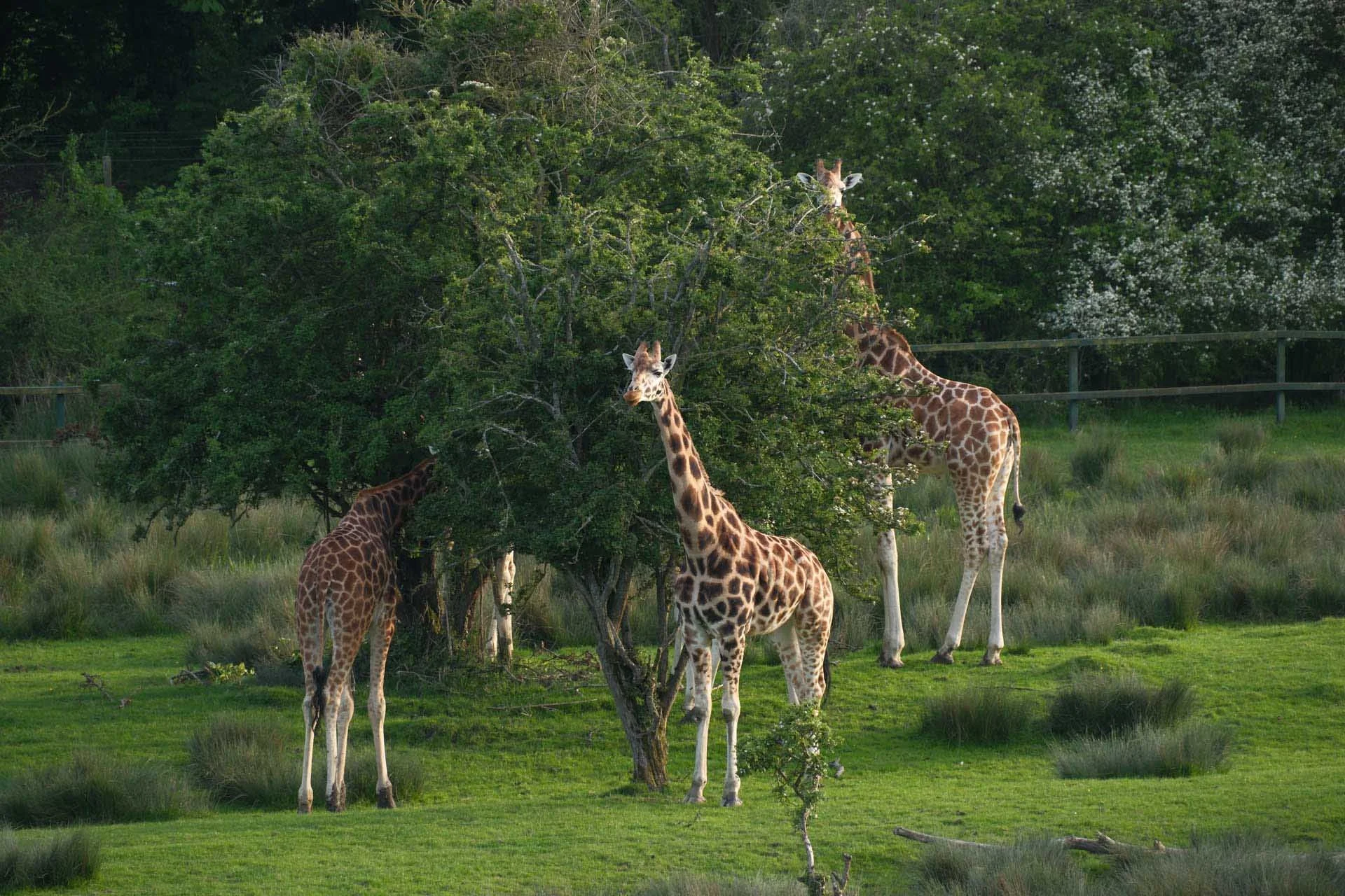 Image Credit: Angela Nicholson The subject detection system was quick to detect the nearest giraffe and the focusing system got it sharp in a flash.