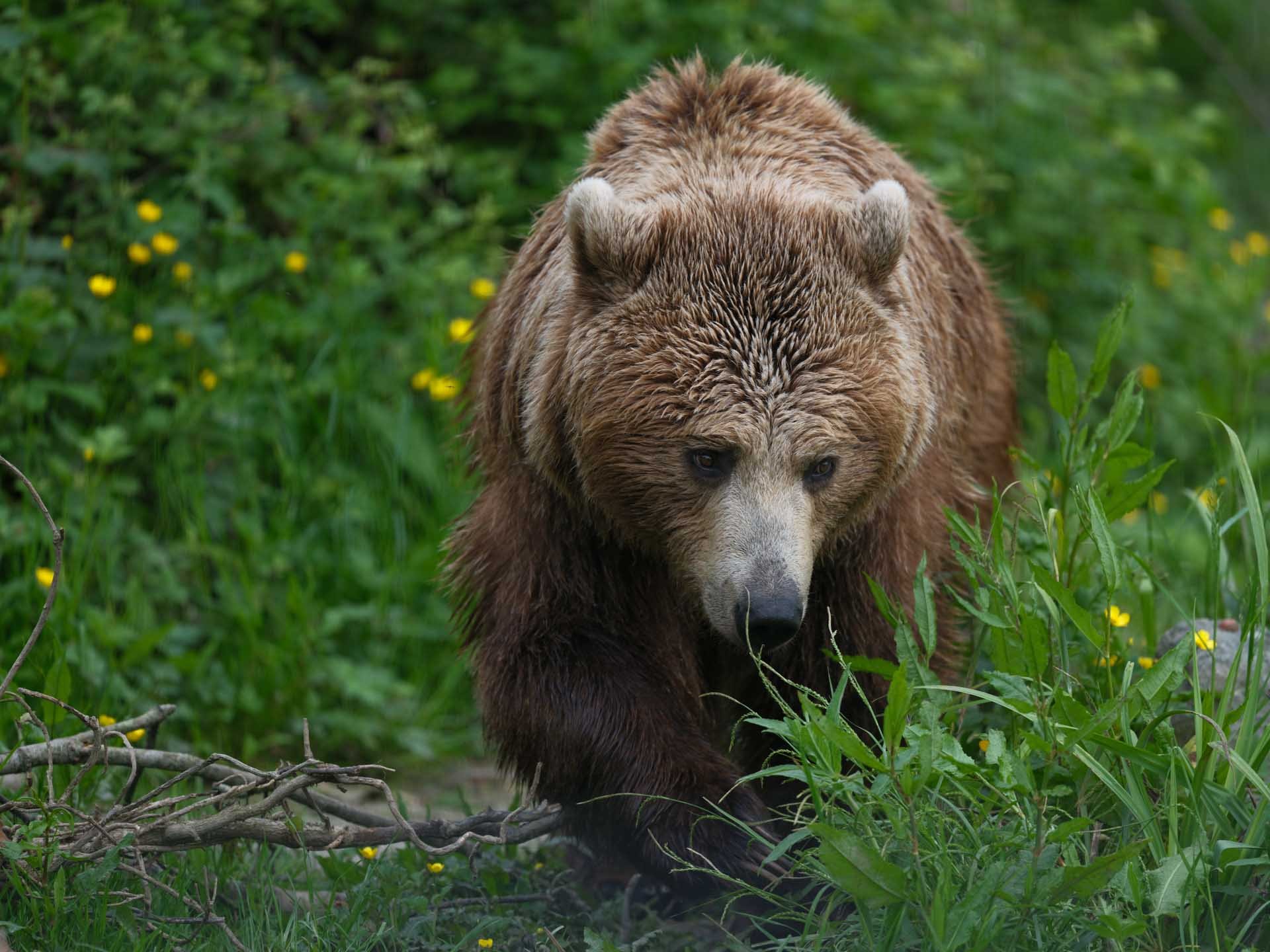 Image Credit: Angela Nicholson This brown bear was photographed through a dense wire fence at ISO 800, but there’s still an impressive amount of detail in the fur and eyes.