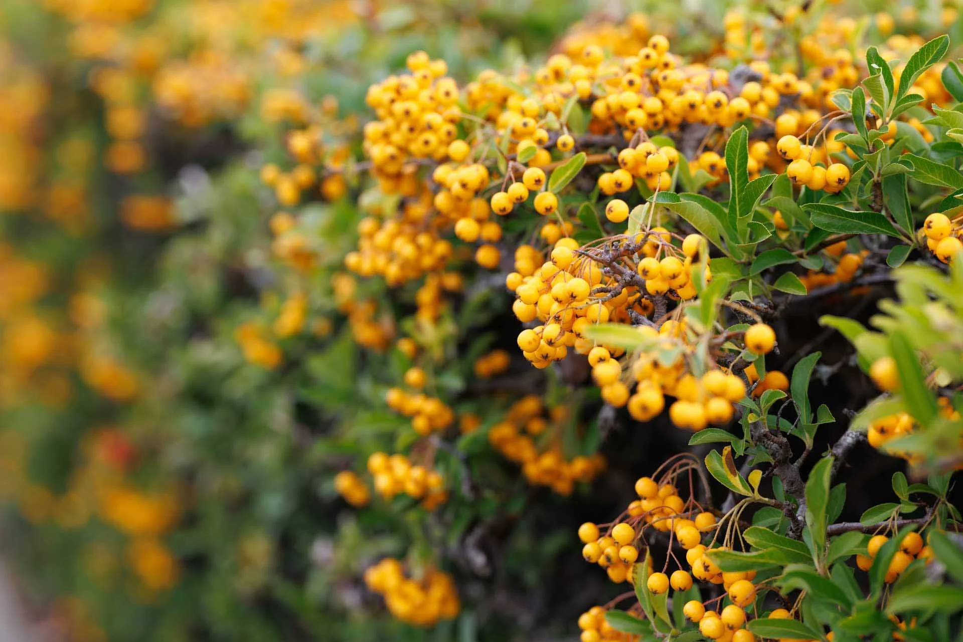 some orange berries on a bush