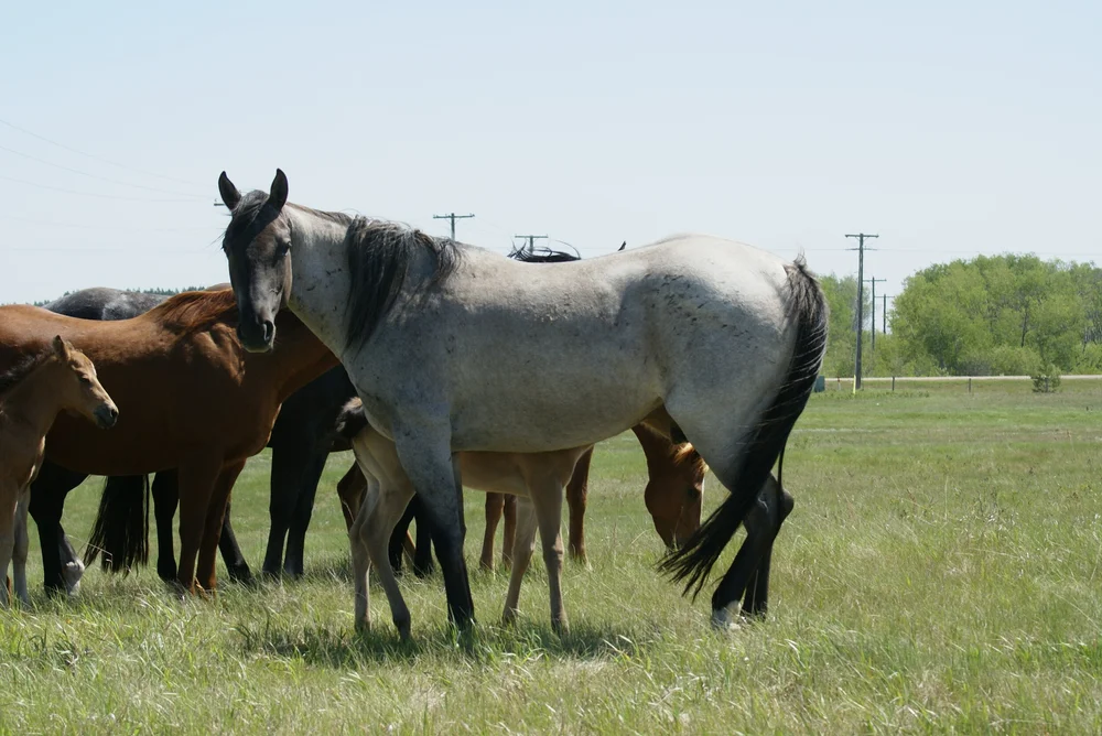 Linwood Ranch