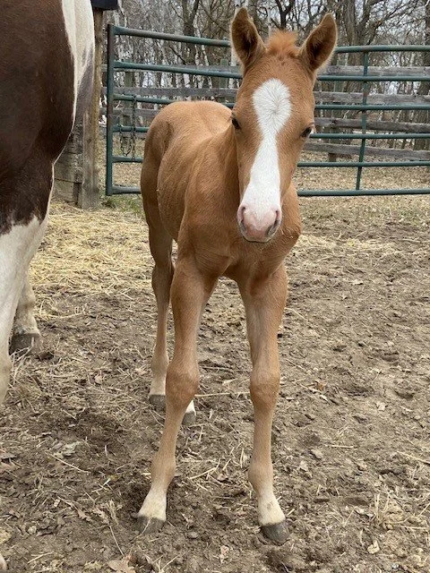 Avas 22 foal.jpg