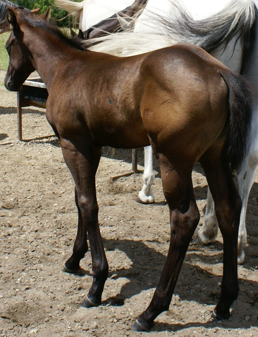 Scottie - Jul 5 - Hind.jpg