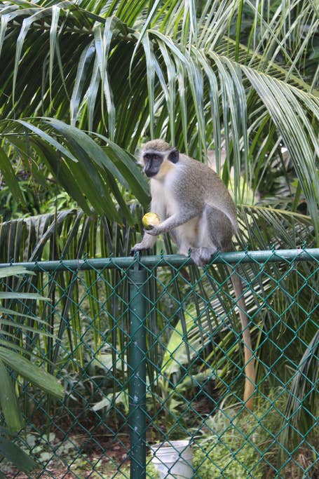 Barbados green monkey