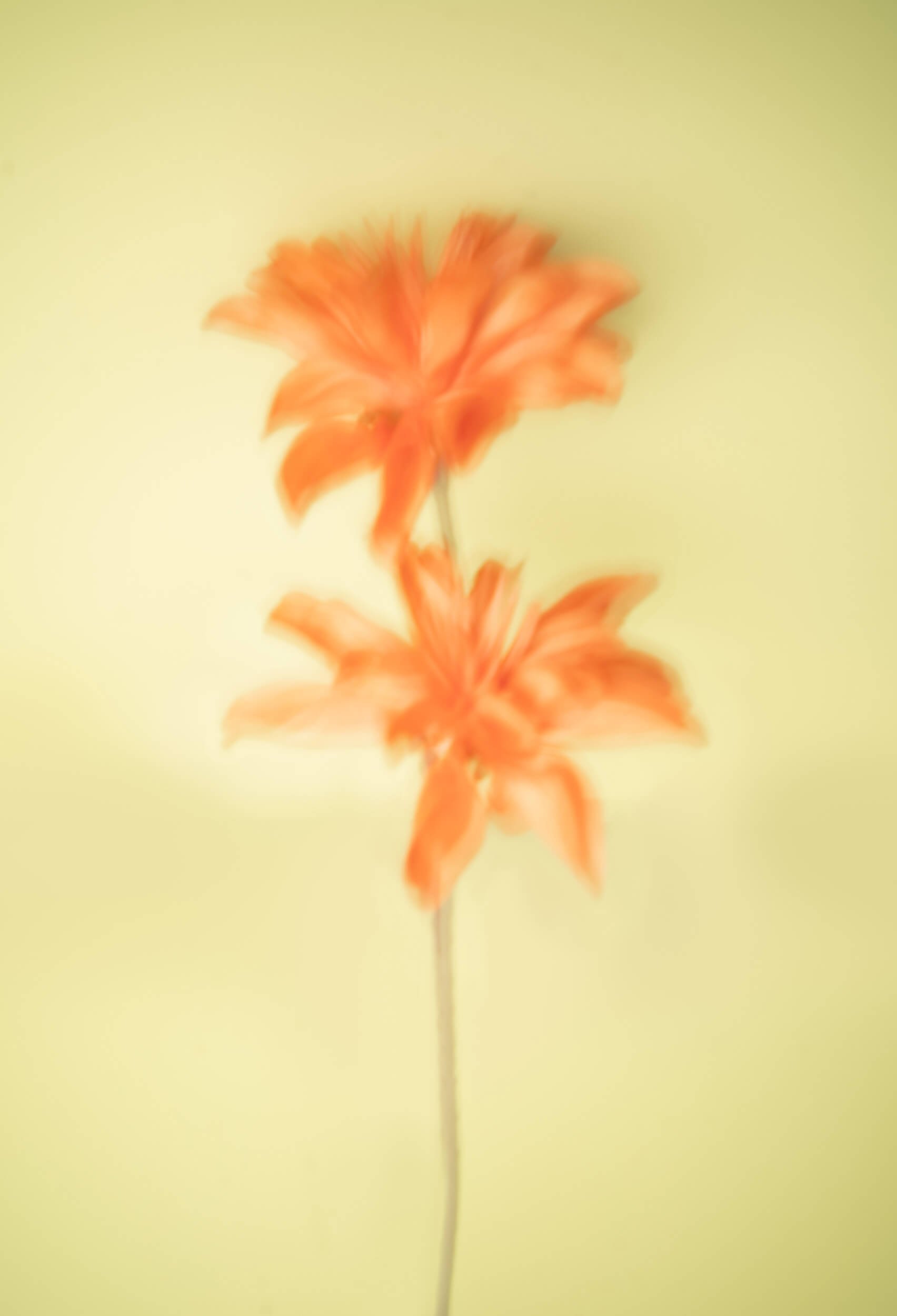 Collaged image: Blurry colorful flowers