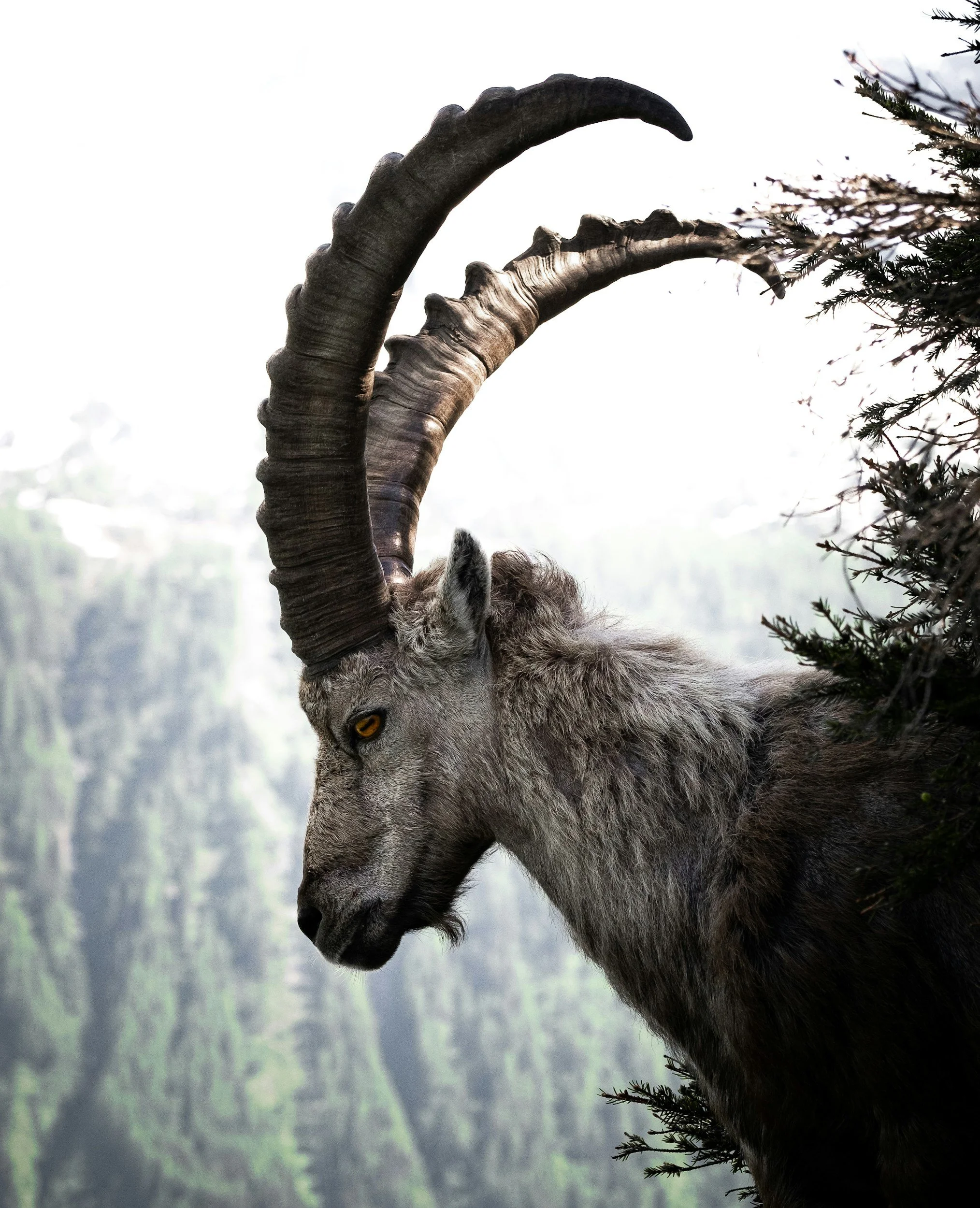 full moon Capricorn