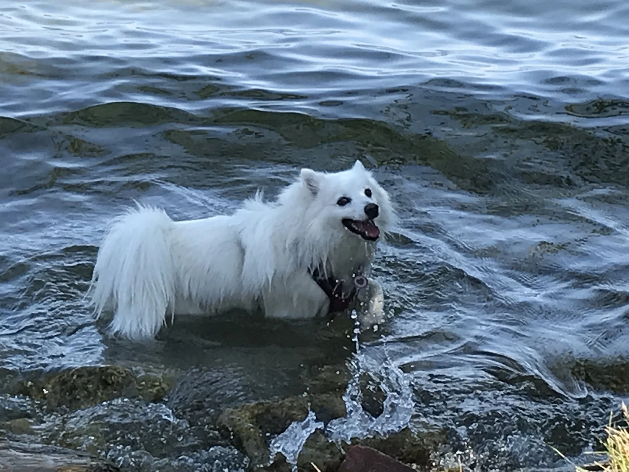 dog training etobicoke