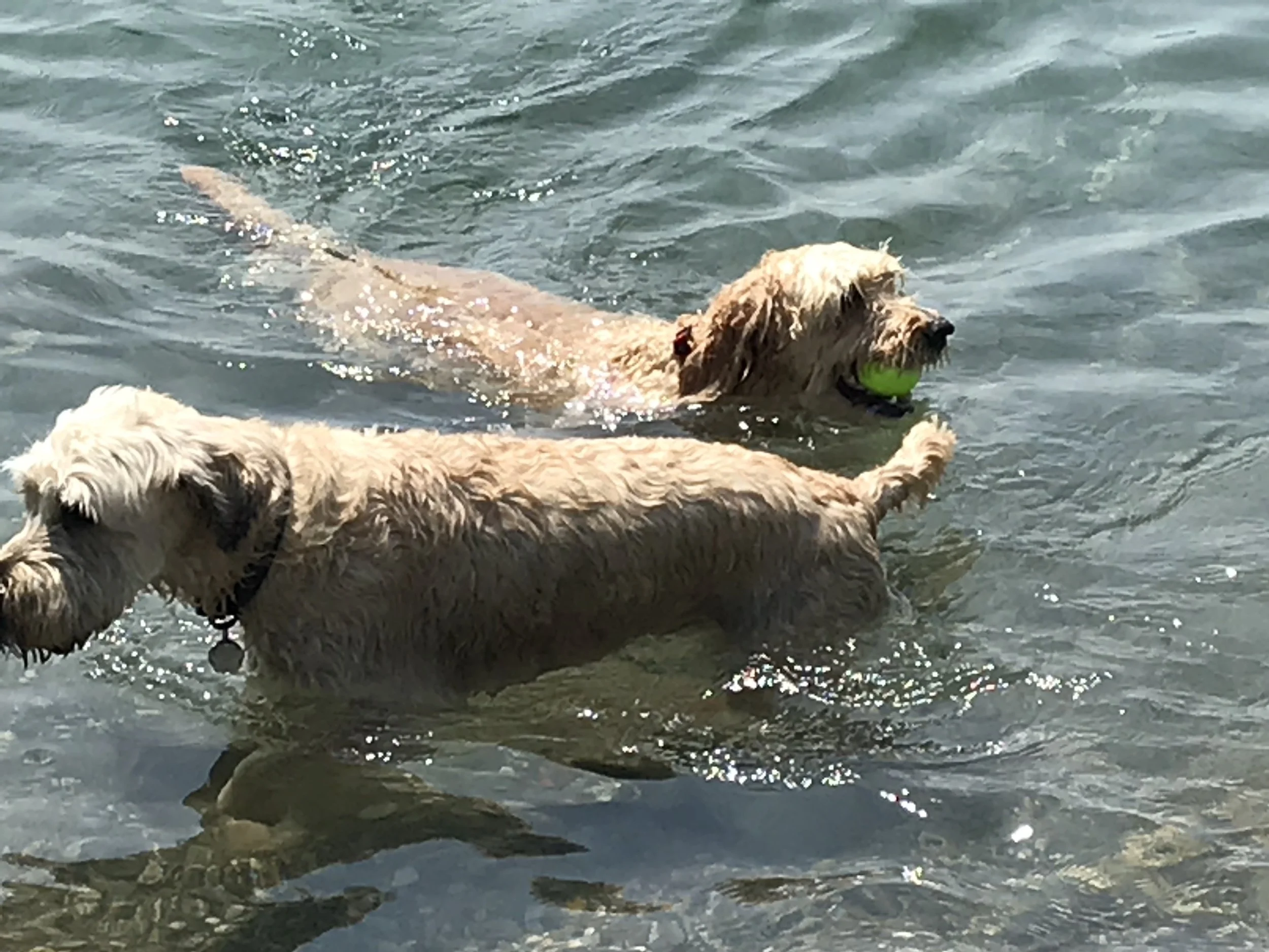 dog training etobicoke