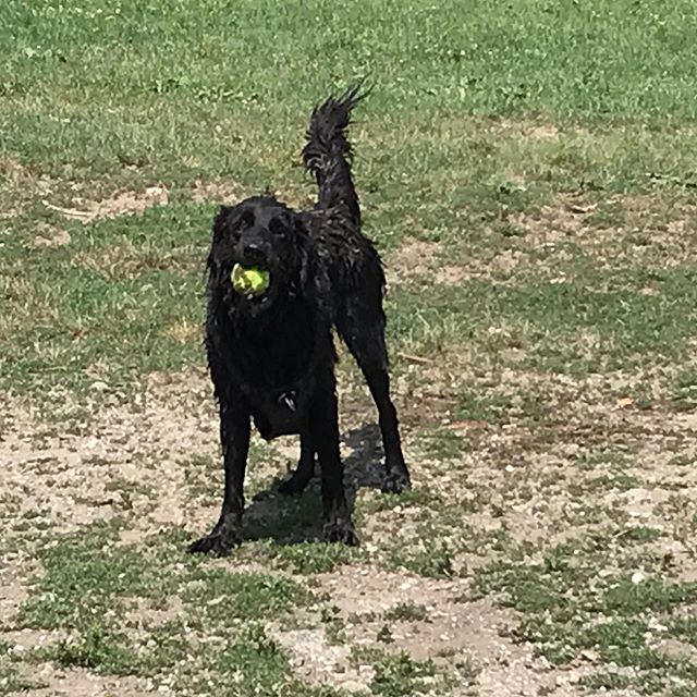 A few pics from today. #aceshighdogtraining #torontodogs #toronto #dogsofinsta #dogs #dogsofinstagram #etobicoke #etobicokedogs #mimico #lovedogs #torontodogwalker #torontodogtrainer #supportsmallbusiness