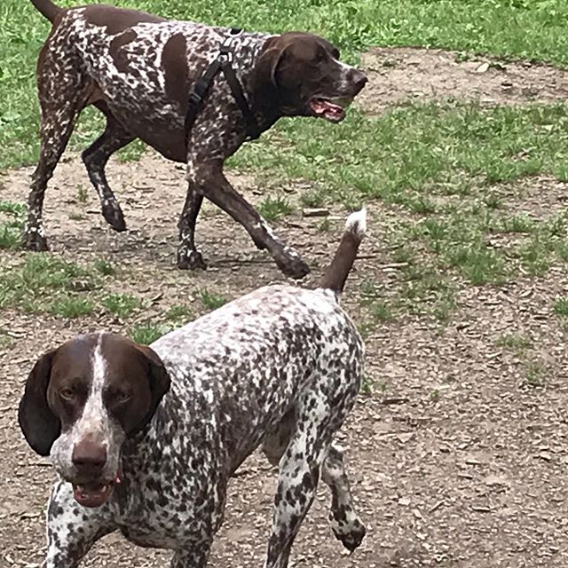 Introducing Kuna, the newest member to the clan.  Good to be back after a week.  Missed all the doggies. #aceshighdogtraining #germanshorthairedpointer #torontodogs #torontodogwalker #etobicoke #etobicokedogs #mimico #lovemyjob #humberbay #humberbay