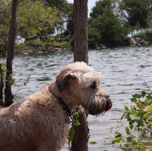 Some pics of the noon guys taken by the very talented @genesis.castillo.c #aceshighdogtraining #torontodogs #toronto #torontodogwalker #dogs #dogsofinstagram #dogsofinsta #etobicoke #etobicokedogs #torontodogtrainer #humberbay #humberbaypark #photogr