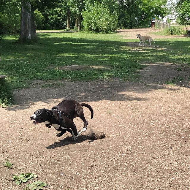 Monday Funday. #aceshighdogtraining #dogs #dogsofinstagram #toronto #torontodogs #etobicoke #etobicokedogs #mimico #humberbay #humberbaypark #torontodogwalker #doglover #supportsmallbusiness