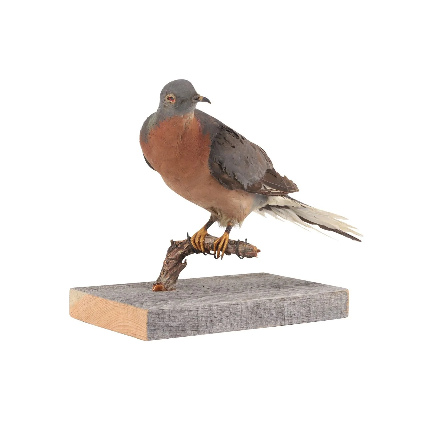 Circa 1900 taxidermied example of a now-extinct male Passenger Pigeon (the last one died in 1914), secured to a wood branch perch on a wood plinth (CA$7,670).