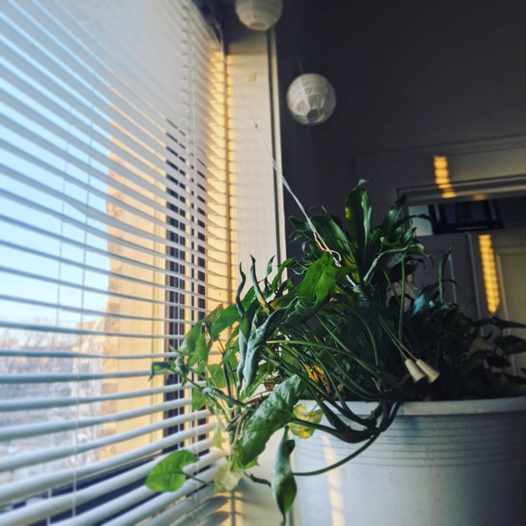 I'm so excited the sun has moved north enough that it has started to peek into my room in the late afternoon! Soon enough it'll fill this whole corner before sunset... Not really ideal during the summer but my plants and I are ok with it.

#morgangas