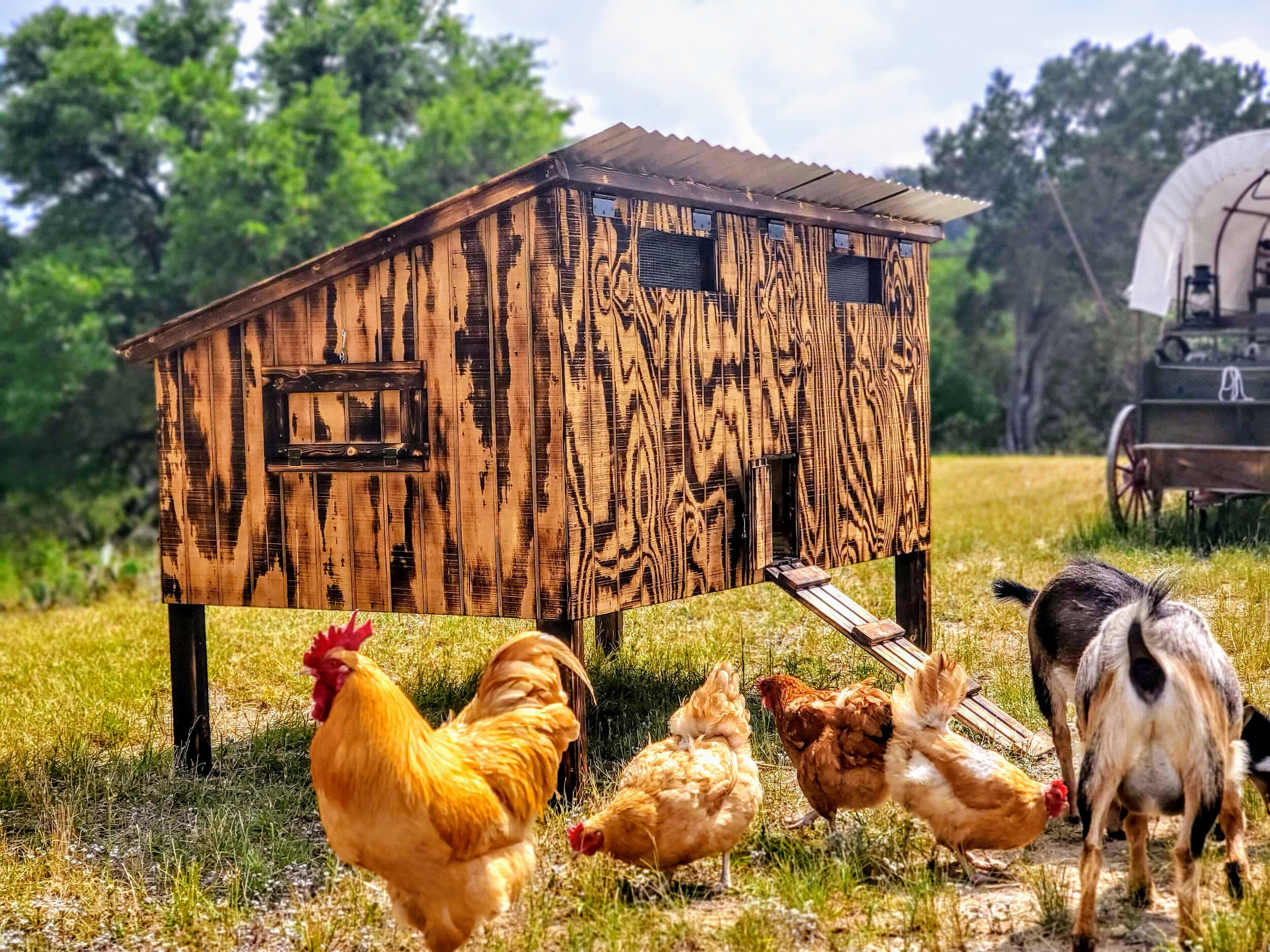 Coops — HITCHMAN HOMESTEAD