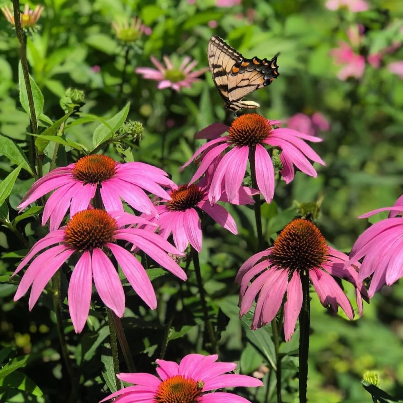 Echinacea purpurea 'Magnus' (N) — Bashavia Gardens