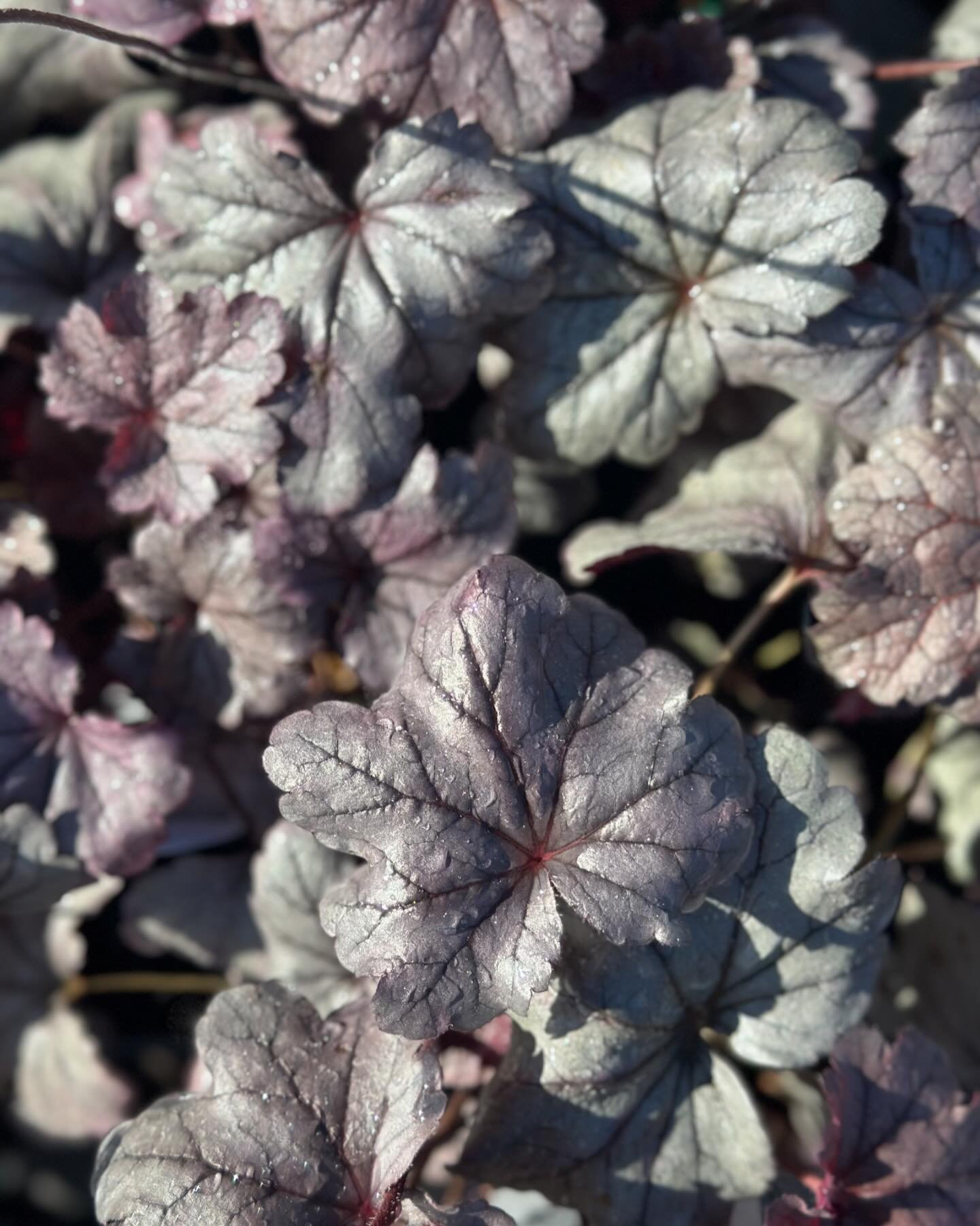 Who else loves heuchies?! Heuchera are such versatile plants. Shade? ✅ Sun? ✅ Part shade? ✅ Container? ✅ Landscape? ✅ Houseplant? ✅ you get the picture! These native plants come in a wide range of colors, soil and light options, and have both gorgeou