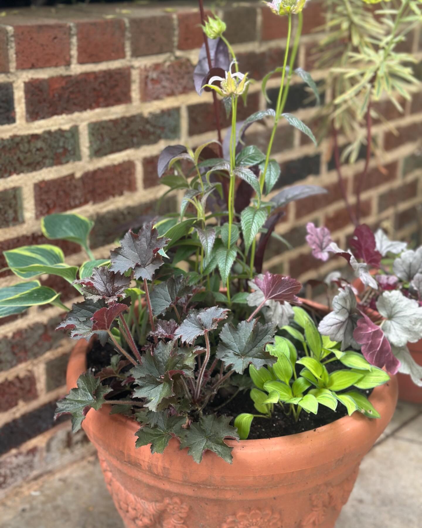 What a delight to plant some containers for a wonderful client this morning! Their garden will be on the @gardenclubcouncil tour next weekend, I highly encourage you all to buy tickets, this garden is absolutely magical. 🎟️ https://shop.gardenclubco
