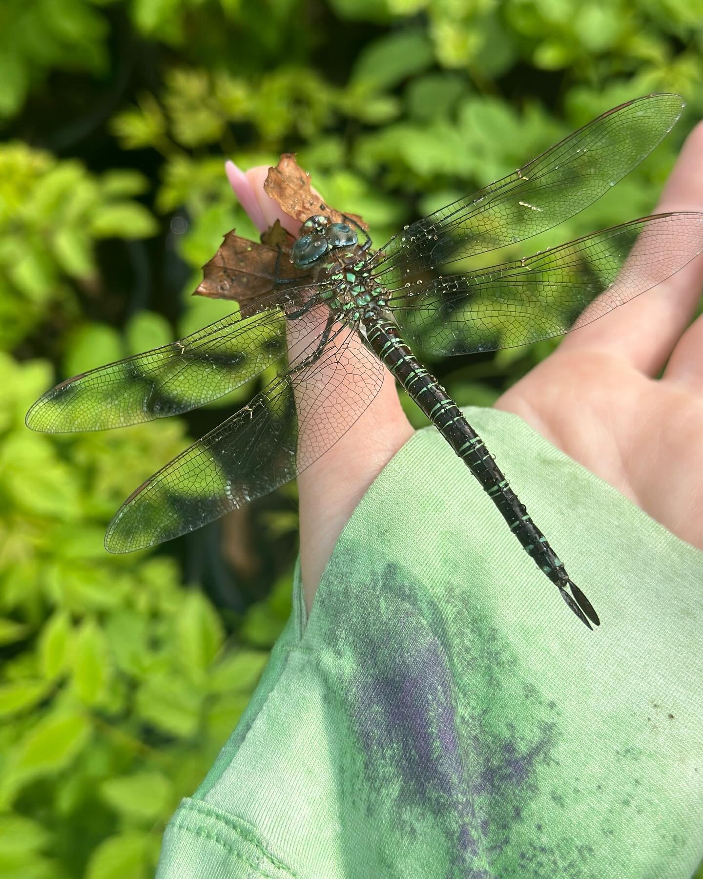 Found this gorgeous dragonfly while watering today, his wings got a little wet so I helped him dry off and he flew away! Insects are the best 💚🪲 #insects #dragonfly #northcarolina