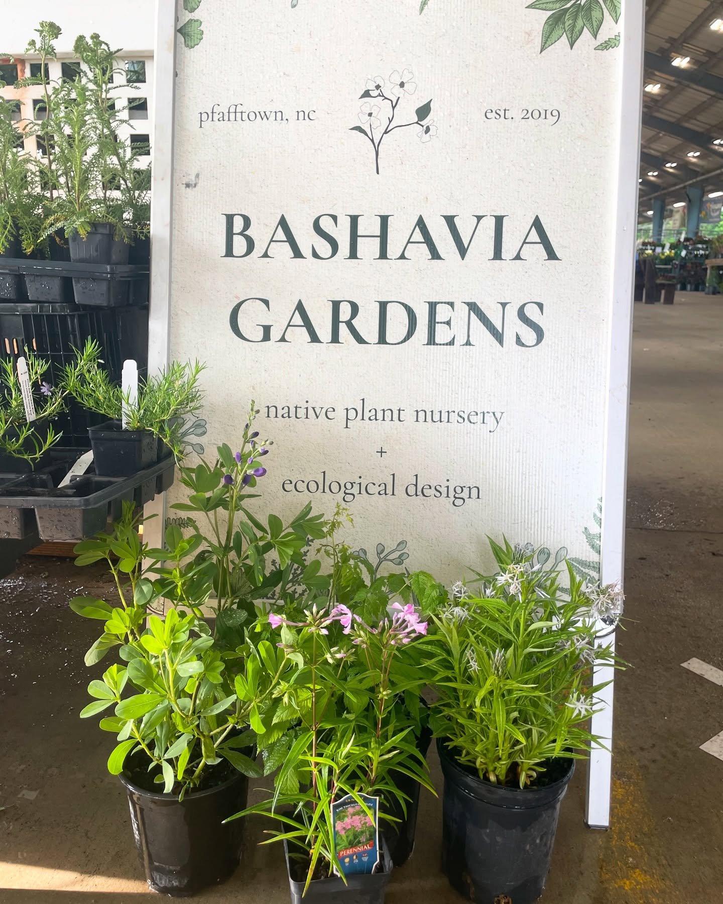 We had a great time chatting with you at the markets this weekend! Thanks for coming out to see us @cobblestonefarmersmarket  and @piedmonttriadfarmersmarket 🛍️🌱

#shoplocal #nativeplants #farmersmarkets #piedmont #winstonsalem #greensboro