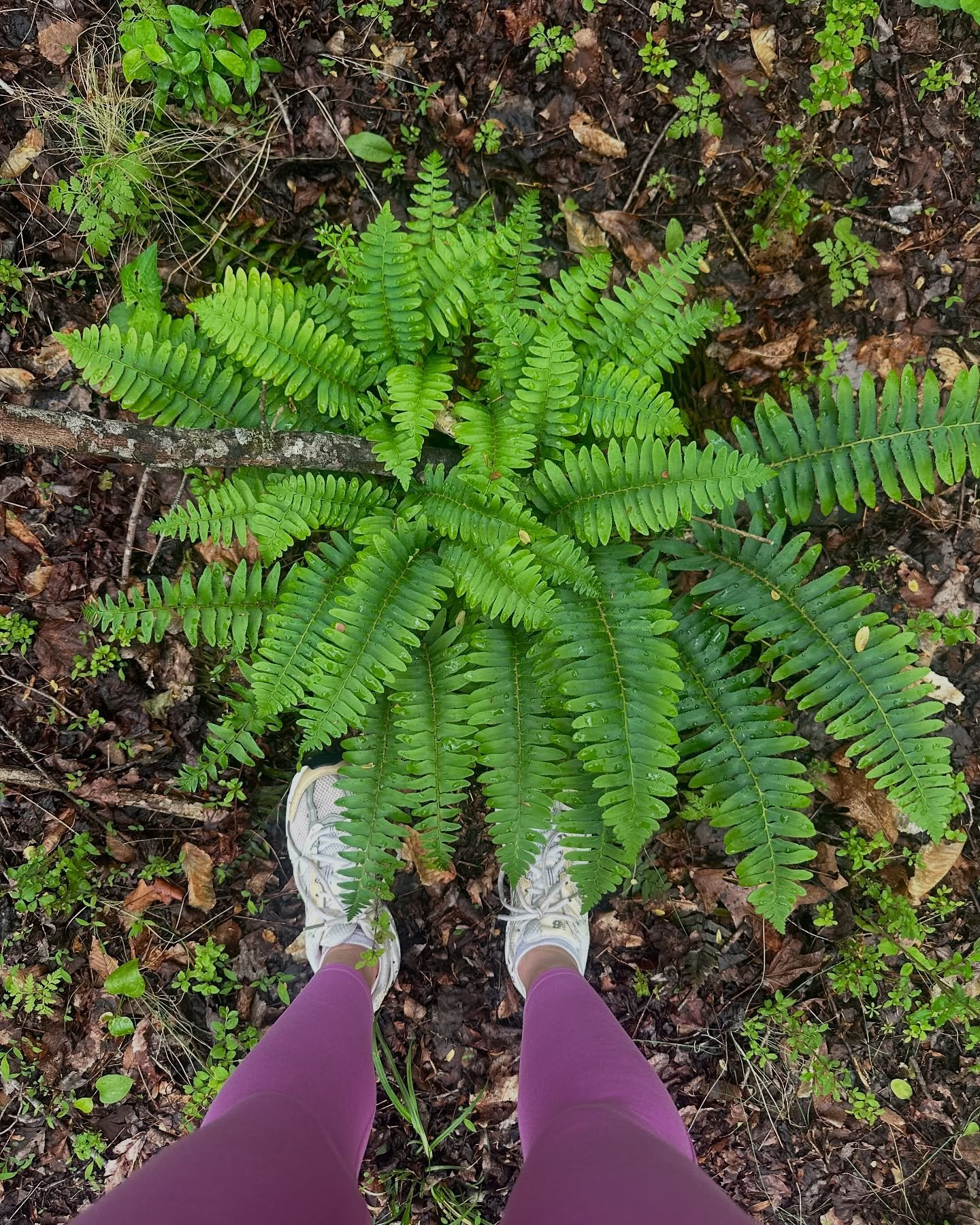 Took a walk through the woods around the farm for Earth day yesterday- nothing like finding gorgeous native perennials in their natural habitat! 

#Polystichumacrostichoides #christmasfern #Athyriumfilixfemina #ladyfern #andersonglossumvirginianum #s