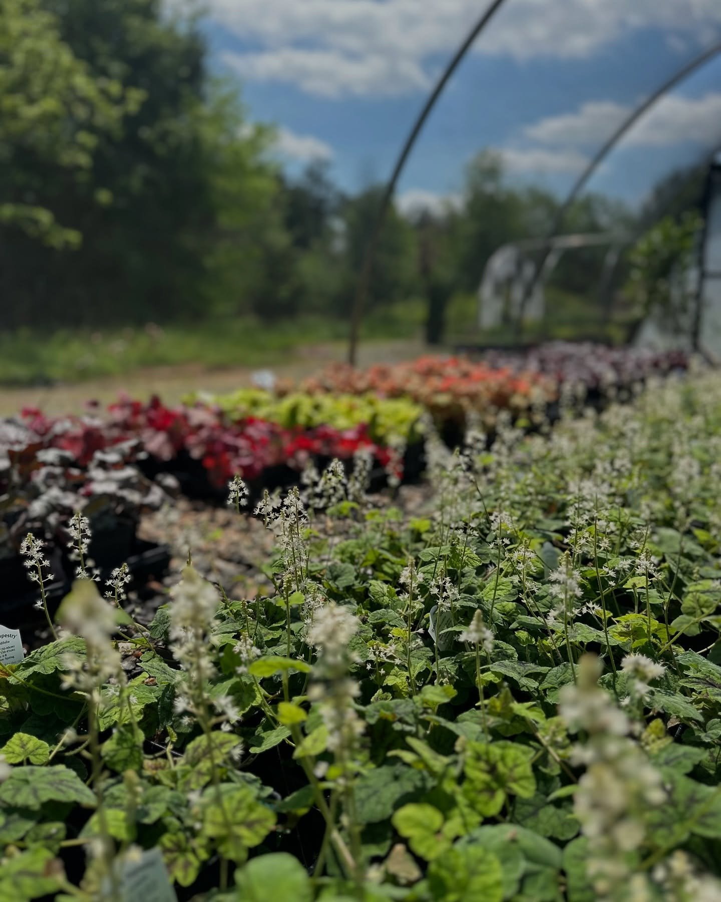 Good morning 🌈

#shadehouse #heuchera #coralbell #tiarella #shadeplants #pfafftown #winstonsalem #planstagram