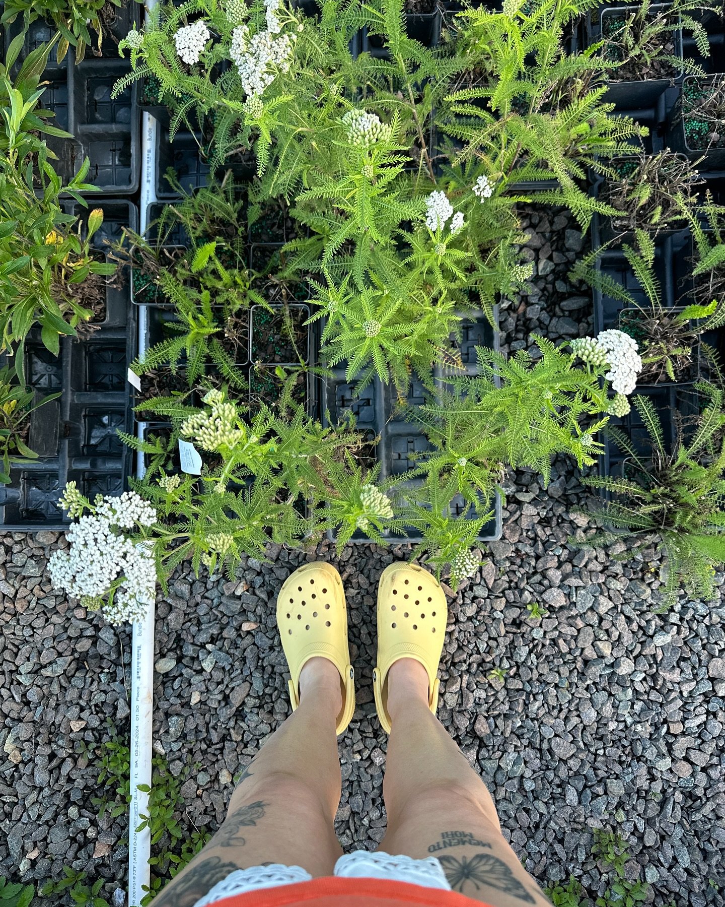Some delights from the nursery 💐💐💐

#nativeplant #bloom #grow #pfafftown #northcarolinaliving #smallbusiness