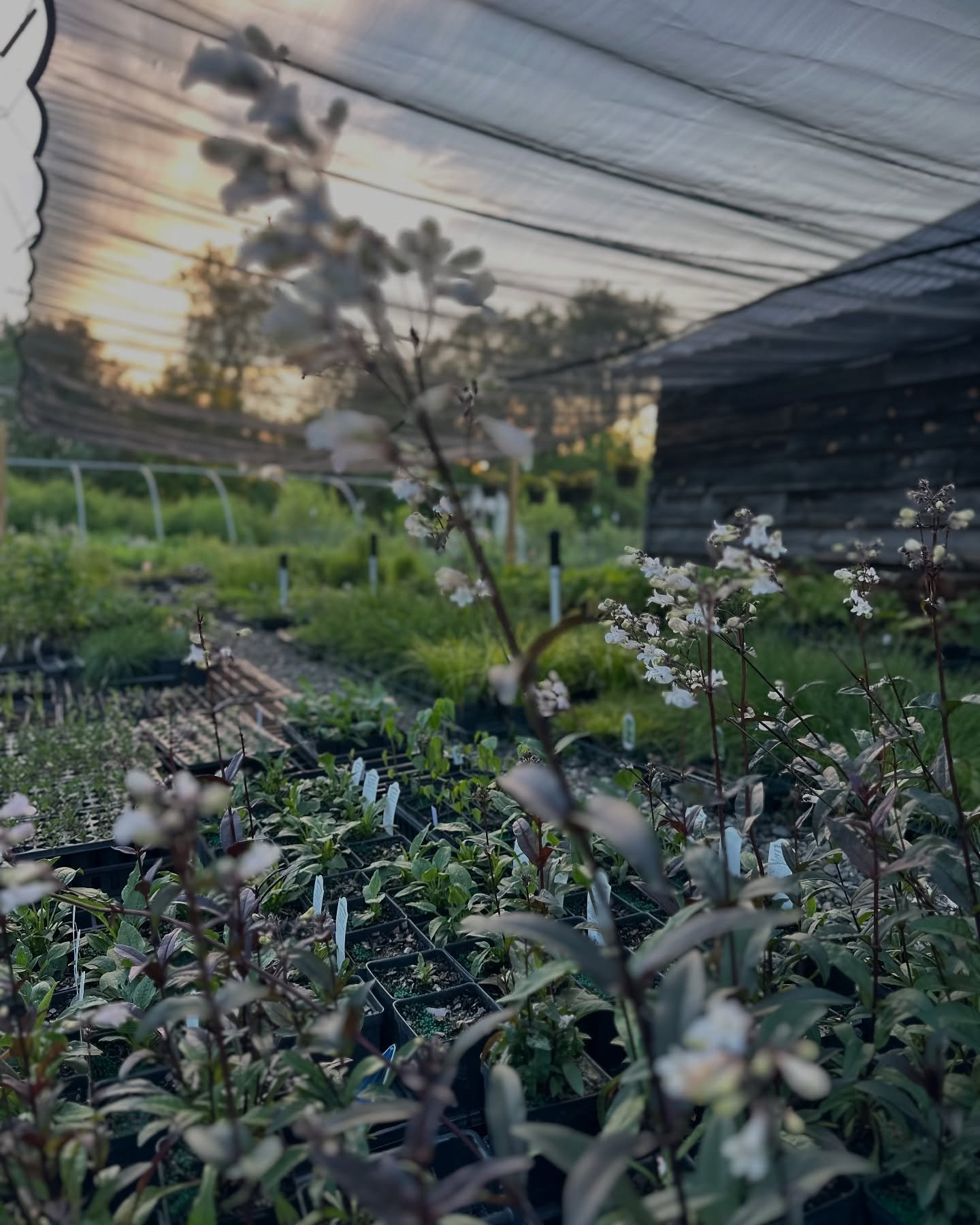 What a gorgeous evening in the nursery 🥹🪴

#pfafftown #nativeplantnursery #northcarolina #grow #garden #green #nature