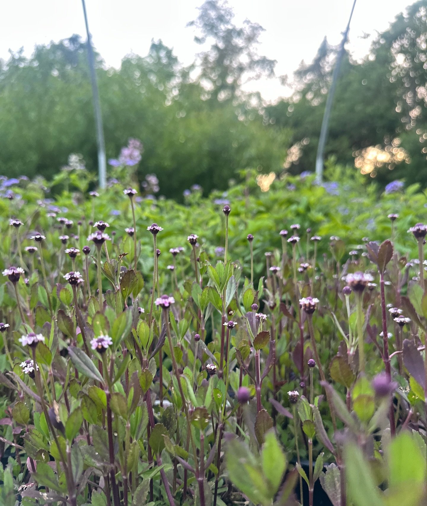 🐸🍒🍓🍉🍑🍊

Phyla nodiflora- commonly known as Frog fruit! 

#usnativeplants #frogfruit #nativeplantsofnorthamerica #grow #groundcover #tinyflowers
