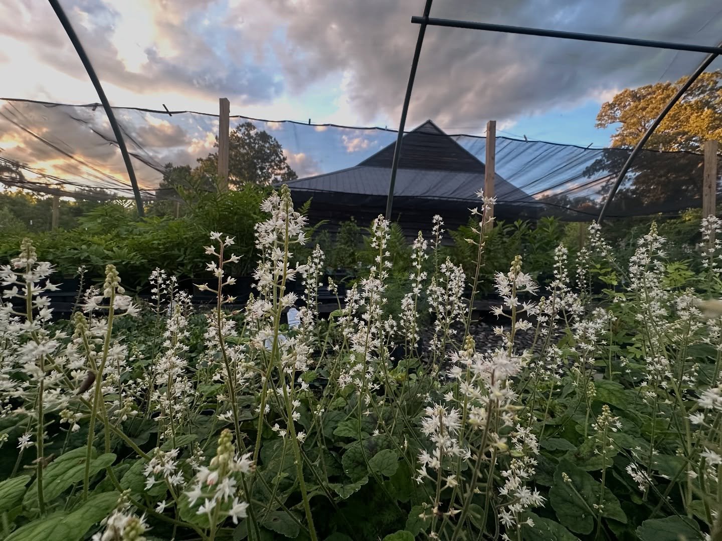 Happy Foamflower Friday! Tiarella cordifolia &lsquo;running tapestry&rsquo; is one of our favorite plants. With lovely tidy foliage and masses of tiny white flowers in Spring, this plant makes an excellent low maintenance ground-cover for shade/part 