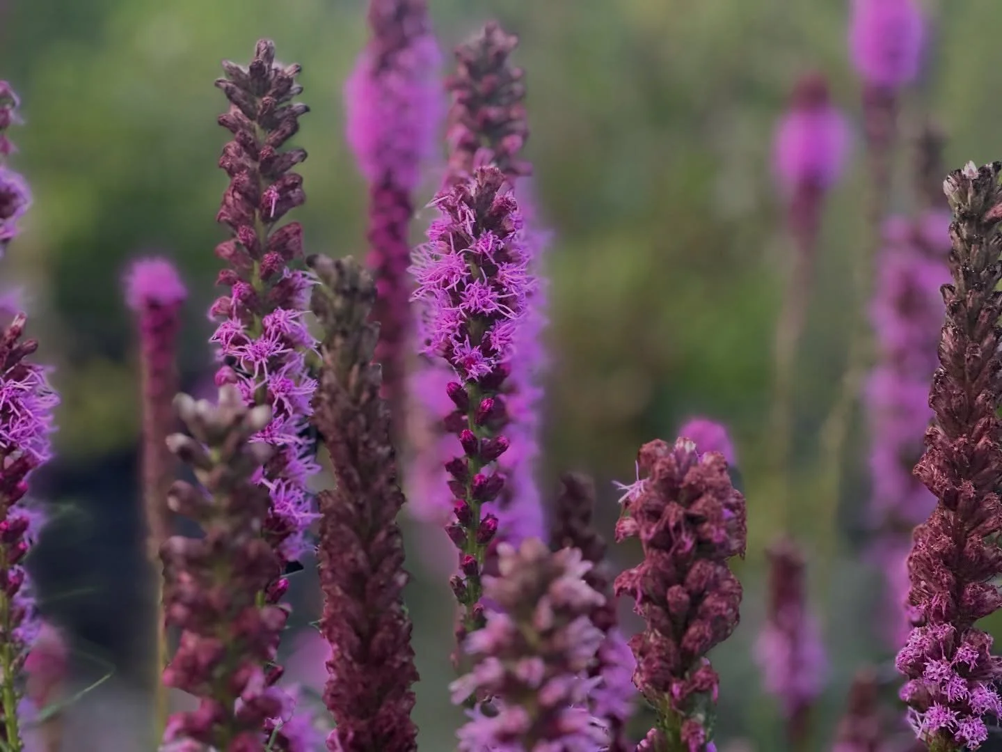 Have a peaceful weekend, friends. Hope nature brings you a little more joy, a little more calm 🫶🏻🫶🏻🫶🏻💜💜💜

#pfafftown #Garden #Grow #SmallBusiness #Farm #SmallFarm #WinstonSalem