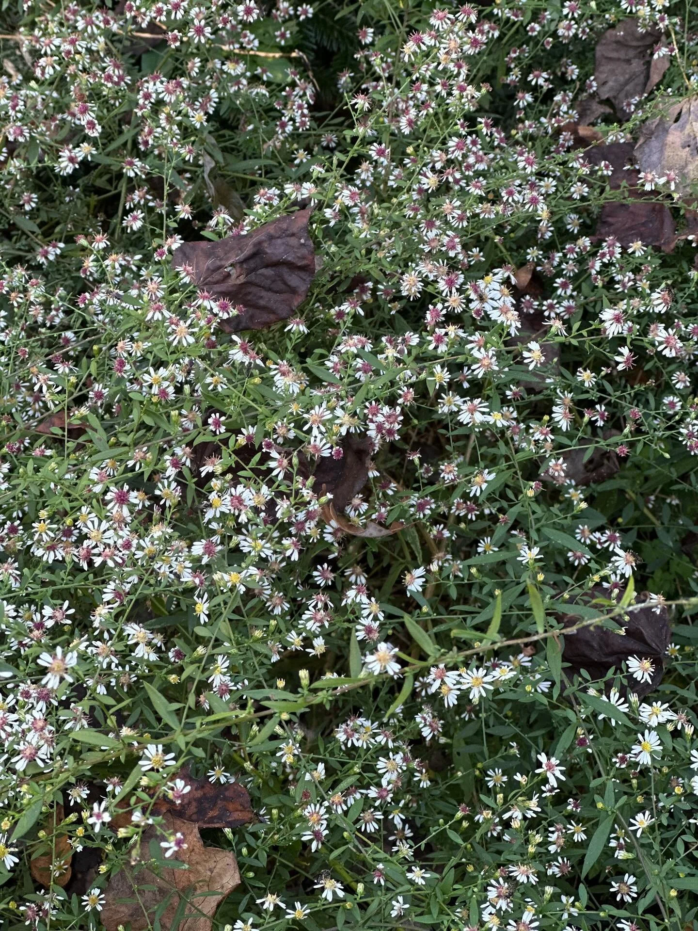 Symphyotrichum lateriflorum 💜💜
‘Calico Aster’
It’s aster season! Calico aster is native to the Eastern USA, grows in sun to part sun and is of special value to our native bees! It blooms from August to October, and features flowe