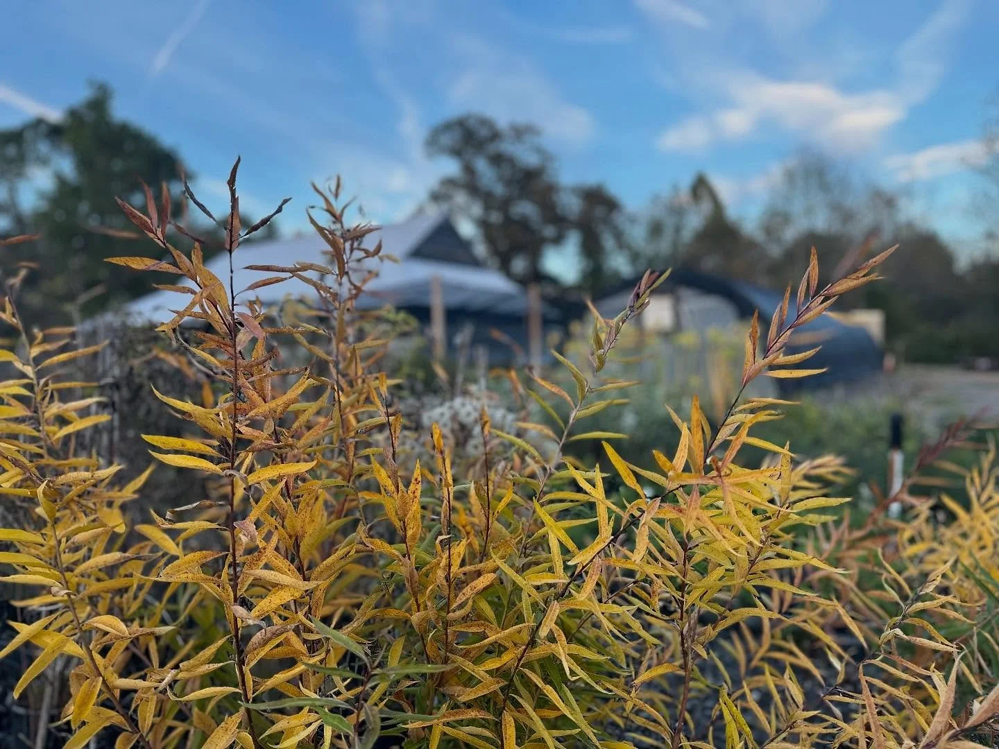 There is such beauty in the fading! The yellows, oranges, reds and browns that emerge in the Fall are some of my favorite colors. 
Fall brings relief with cooler temperatures, transitions- and yes- it is the best time to plant! Our fantastic nursery