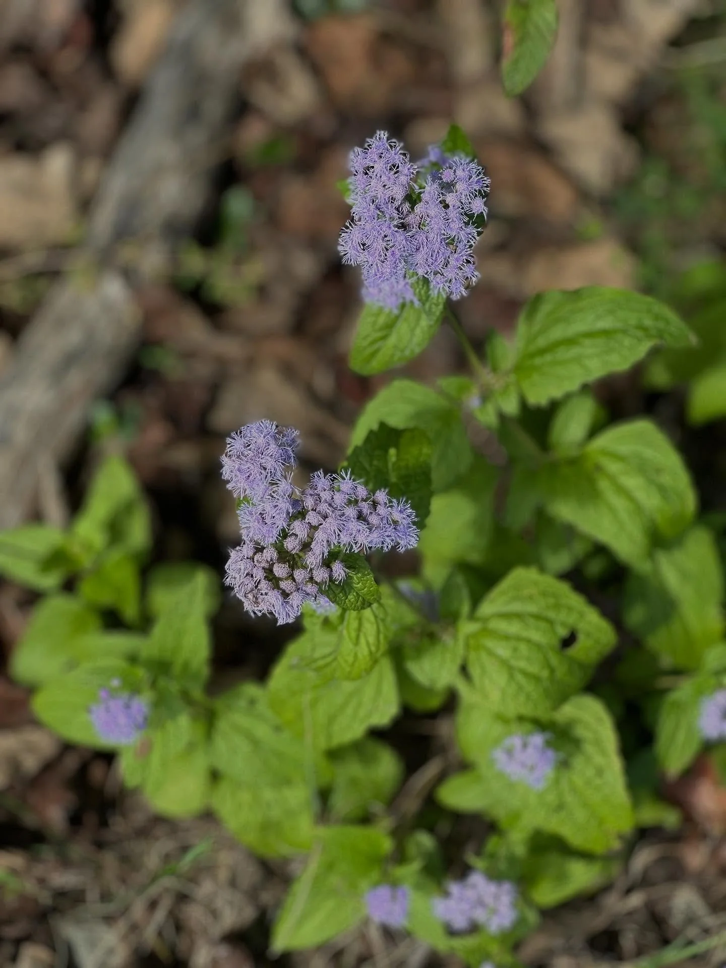 Happy October! 🎃🎃🎃

#solidago #fall #october #nativeplantsofnorthamerica #winstonsalem