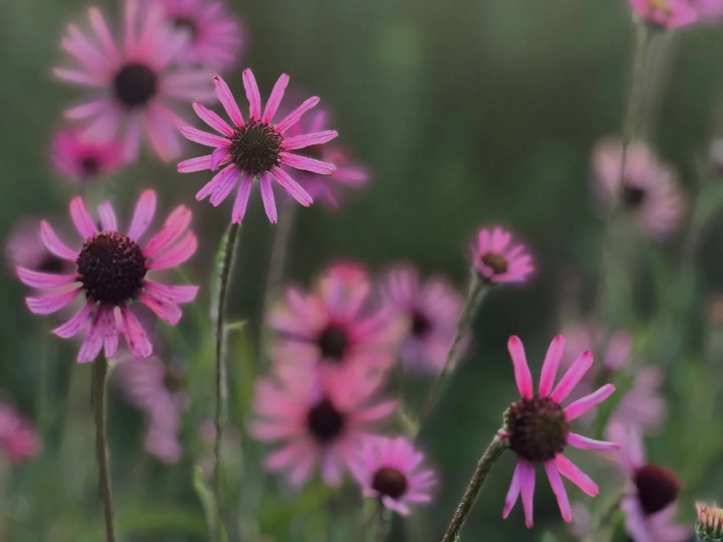 Golden hour Echinacea 🌼🌸🥹

Echinacea tennesseensis &lsquo;Rocky Top&rsquo;
Echinacea purpurea &lsquo;White Swan&rsquo; 

$9/quart 

#echinacea #nativeplants #pollinatorgarden #echinaceatennesseensisrockytop #echinaceapurpurea #echinaceapurpureawhi