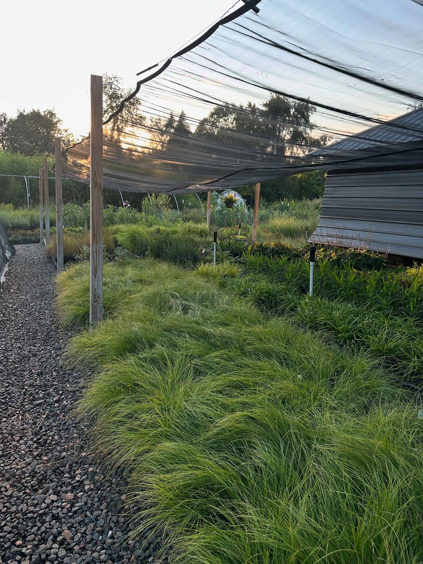 Sedge city over here! 🤤💚💚💚 swipe to see Lola 🐕 supervising. 

#sedge #killyourlawn #grownativesedge #green #growing #farmdog #nc #plantnursery