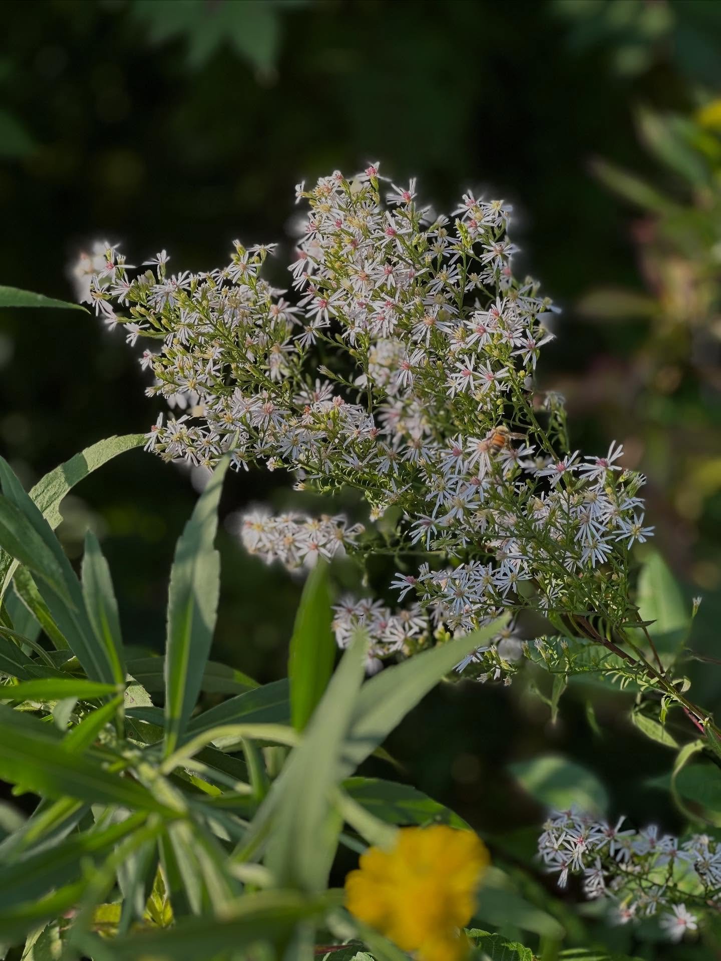 The one, the only @benjaminlaelgordon will be slingin&rsquo; plants @piedmonttriadfarmersmarket this weekend 9/12 and 9/13 9am-5pm! Go say hi and check out all gorgeous market stalls! 

#farm #farmersmarkets #piedmont #bashaviagardens #plantforward