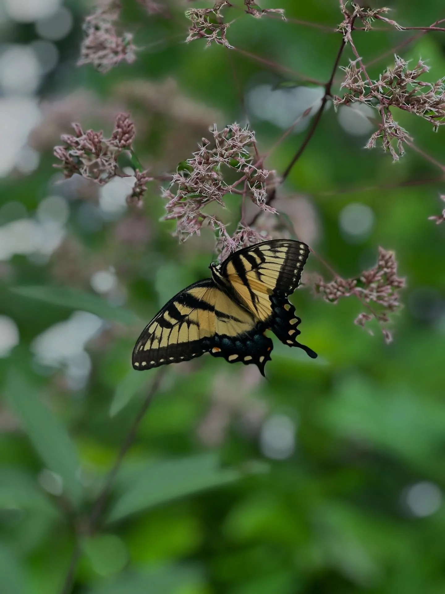 Butterfly Saturday! 🦋🦋🦋

#butterfly #plantnursery #nativeplants #insectphotography #skipper #swallowtail #nc #winstonsalem #plantforward #bashaviagardens