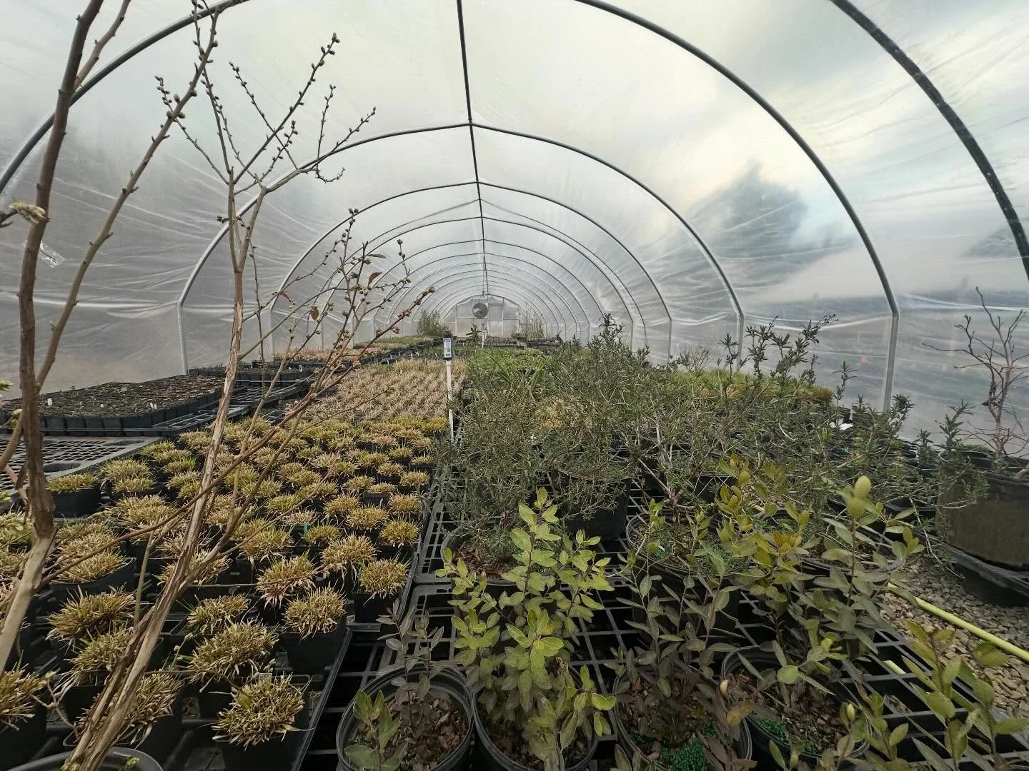 Spring is springing in our hoop houses! Planting season is here and we can&rsquo;t wait to see you back at the markets at the end of this month. Nothing better than seeing some sunshine and green after a long winter! 💚✨

#hoophouse #grow #nativeplan