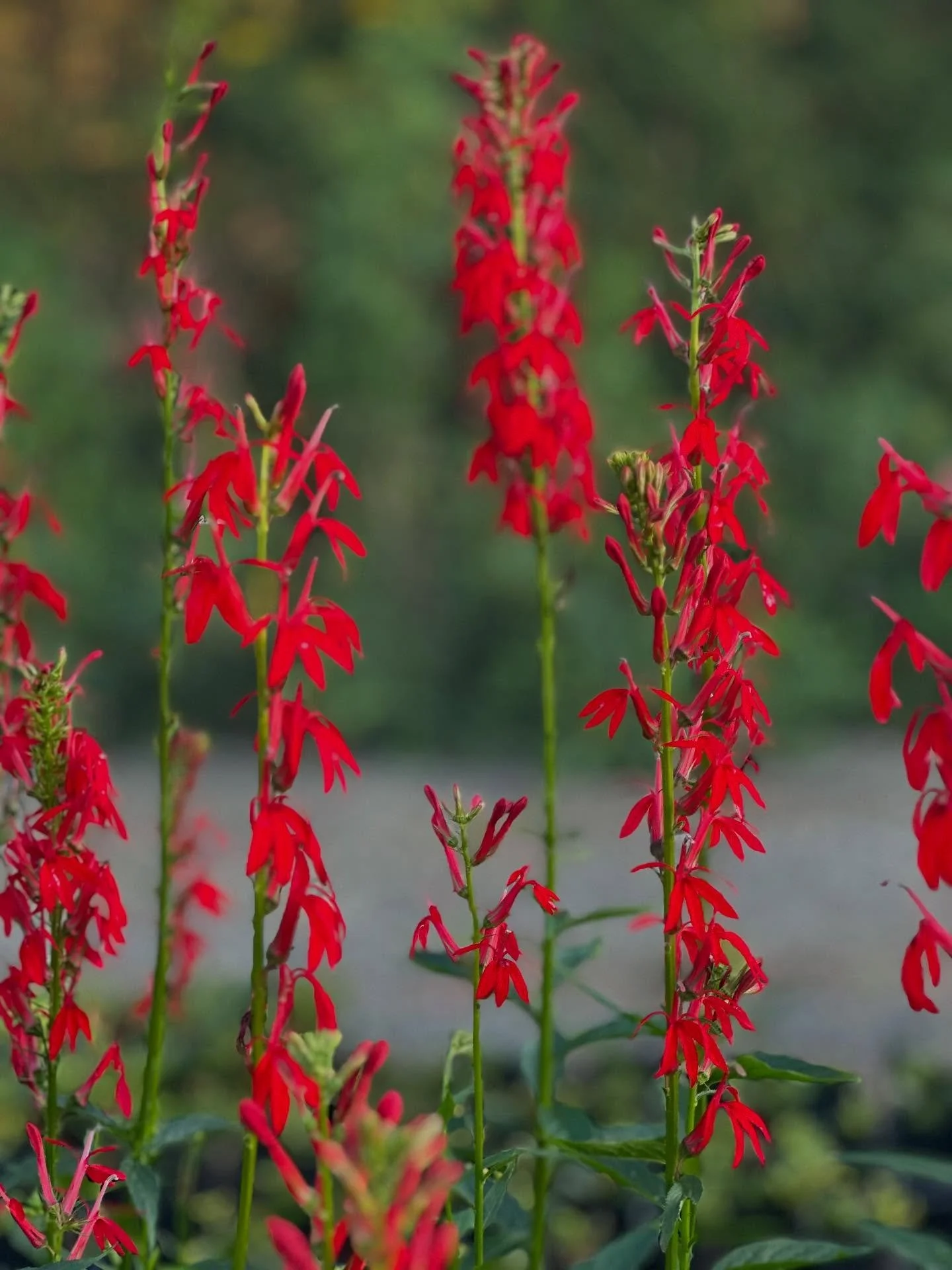 &hearts;️&hearts;️&hearts;️🐦&zwj;🔥🐦&zwj;🔥🐦&zwj;🔥

Lobelia cardinalis ✨

This herbaceous perennial is native to the eastern United States, and prefers moist locations in part shade to full sun.  Lobelia cardinalis grows to be 4-5 feet tall and 1